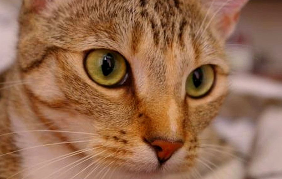 May winner Whisker Light by Elena Brooks